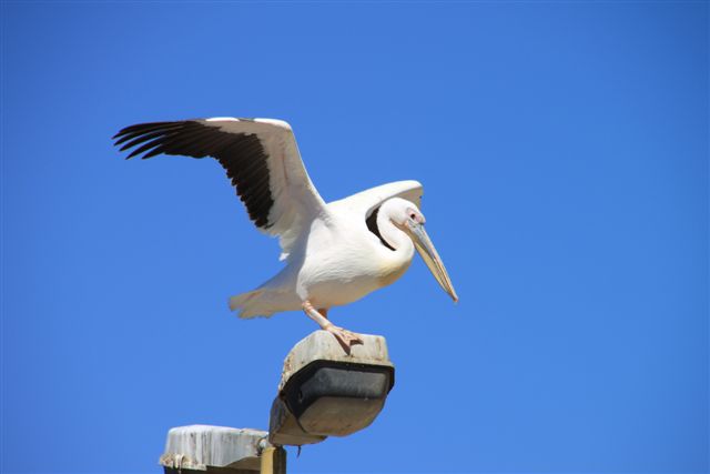 Pelican by Swakopmund