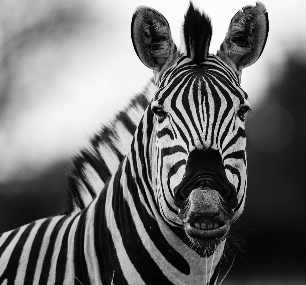 ZebraODP.jpg