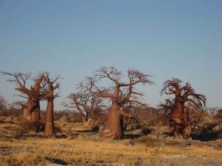 Kubu 2008i.jpg