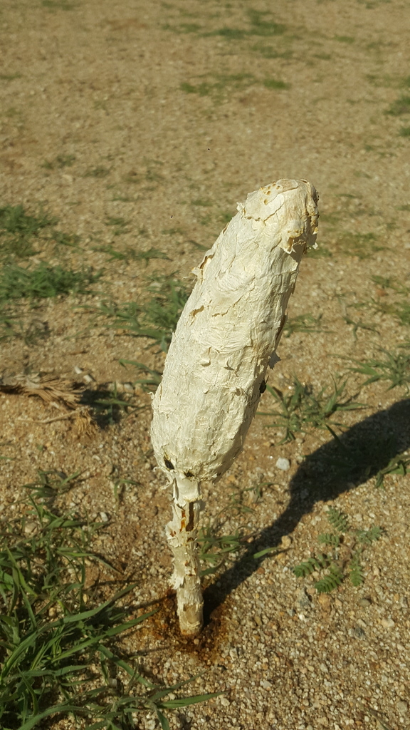 Weird Mushroom in Vredevallei