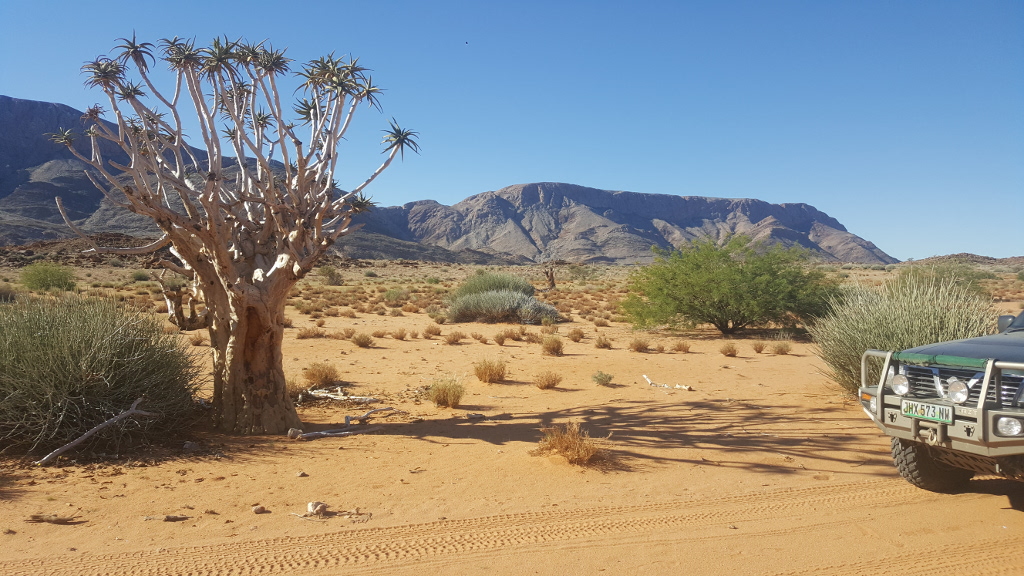 Kokerboom
