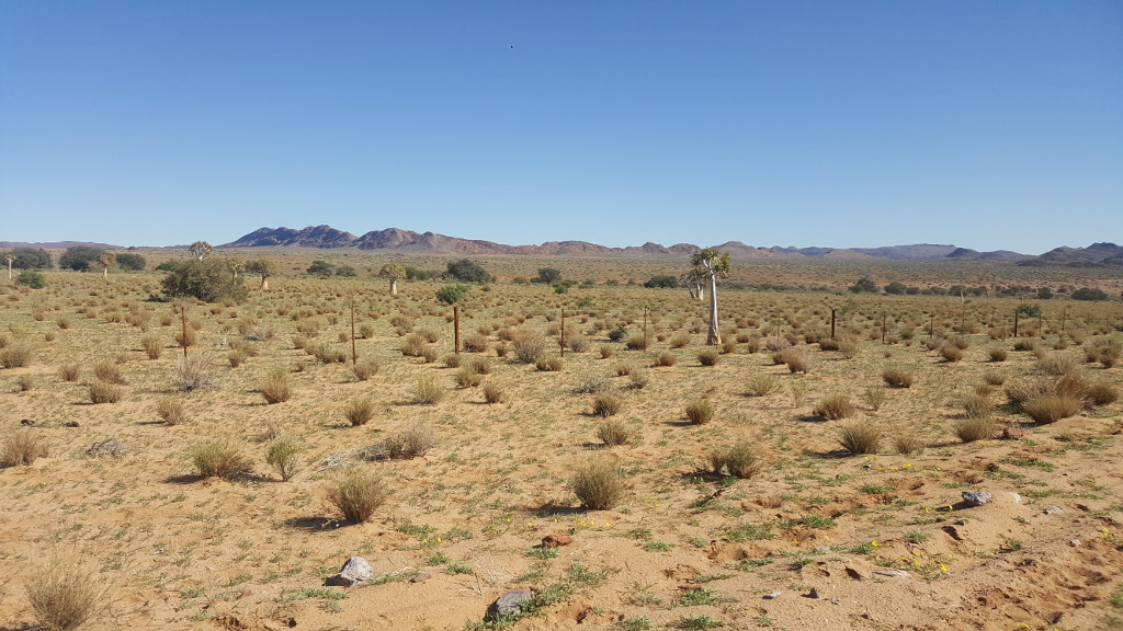 Kokerboom Forest