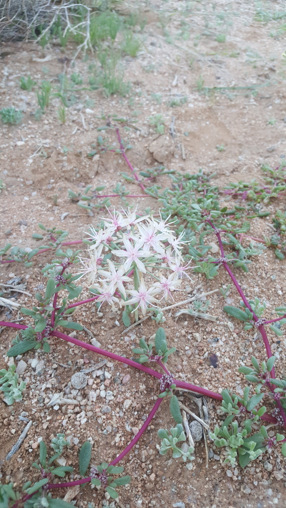 Weird Flower