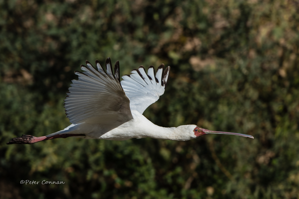 Spoonbill3ODP.jpg