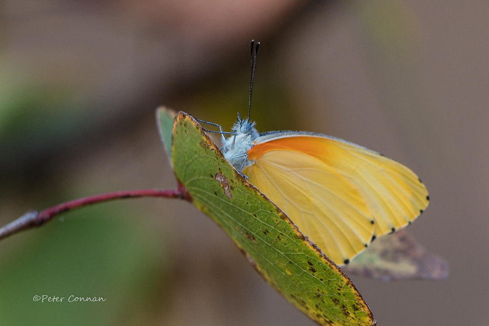 ButterflyODP.jpg