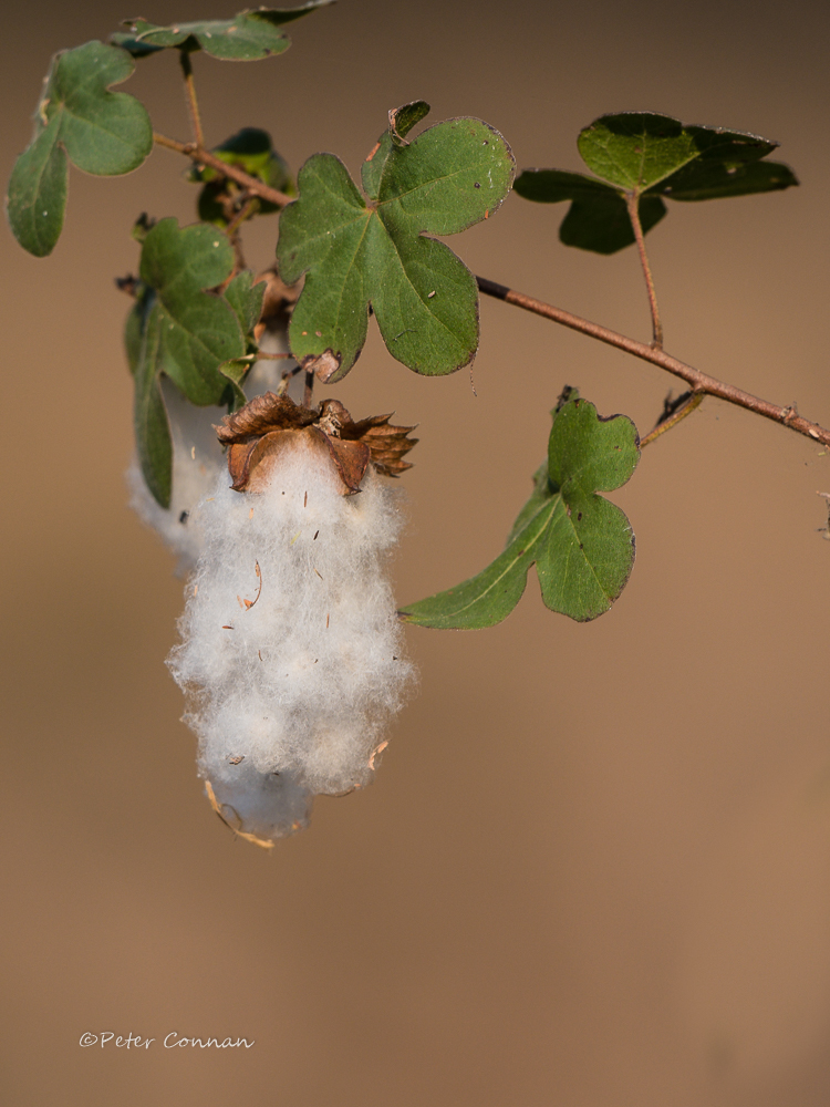 CottonODP.jpg