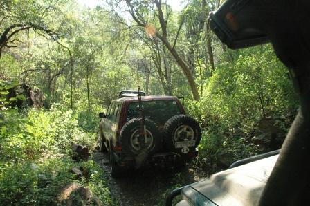 Limpopo Knysna.jpg