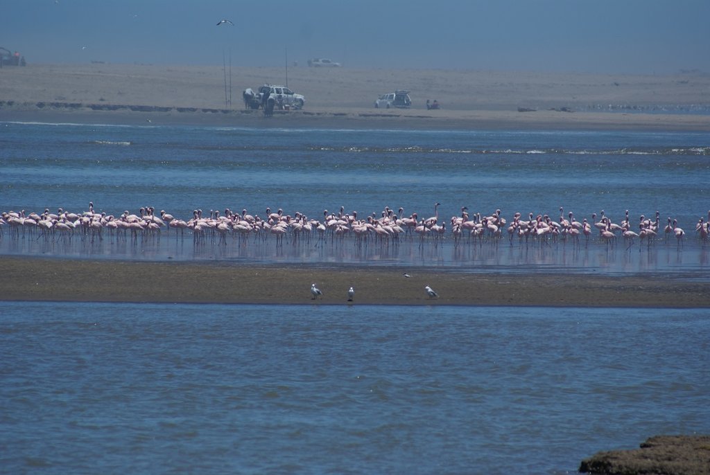 7 Flamingo.JPG