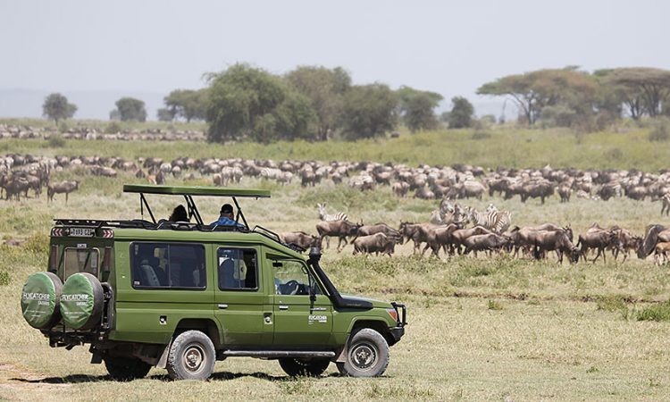 Game-Drive-in-Serengeti-750x450.jpg