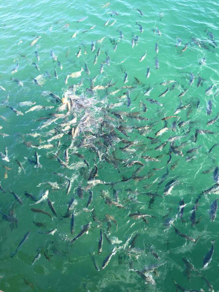 Fish getting 2 daily feed