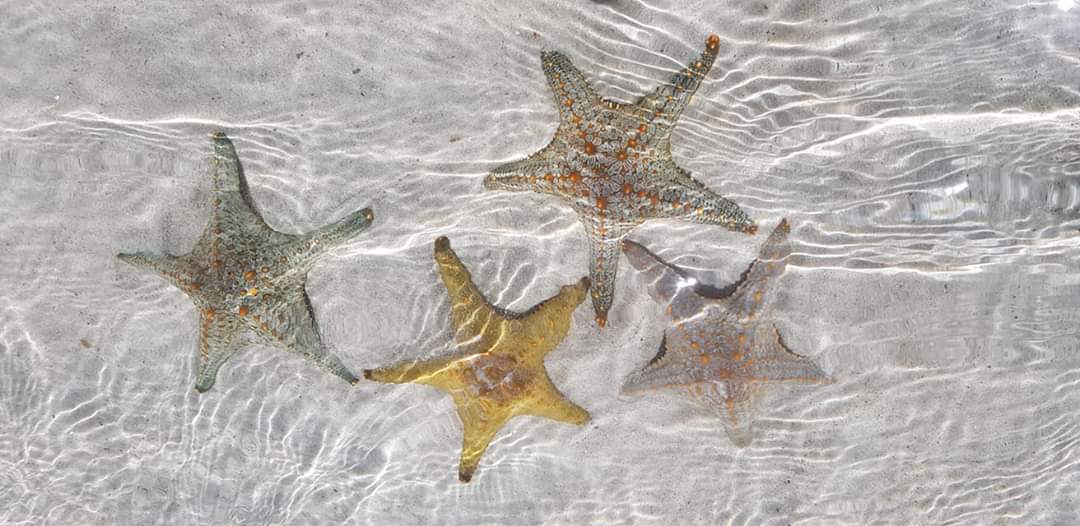 Sea stars bd point