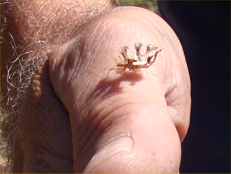 Small little leafy bug...