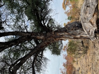 2022-07-04 KhaudumTrees1.jpg