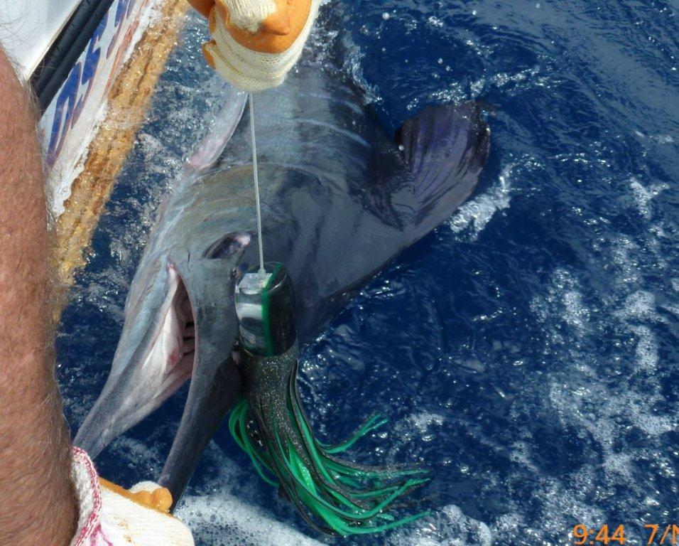 Striped Marlin - T&amp;R