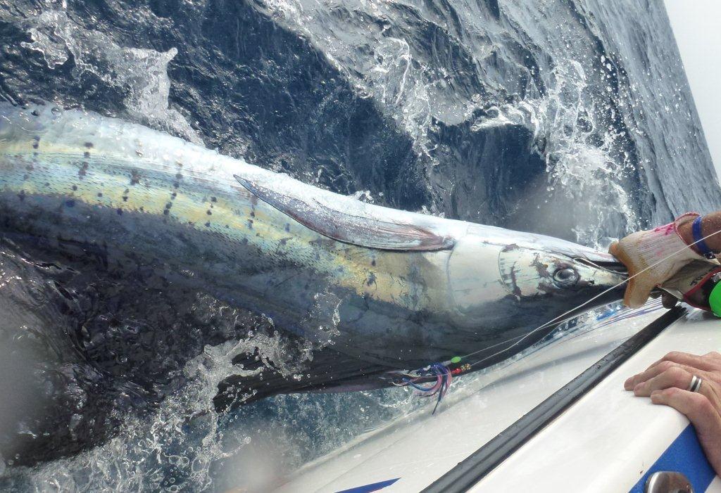 Sailfish T&amp;R