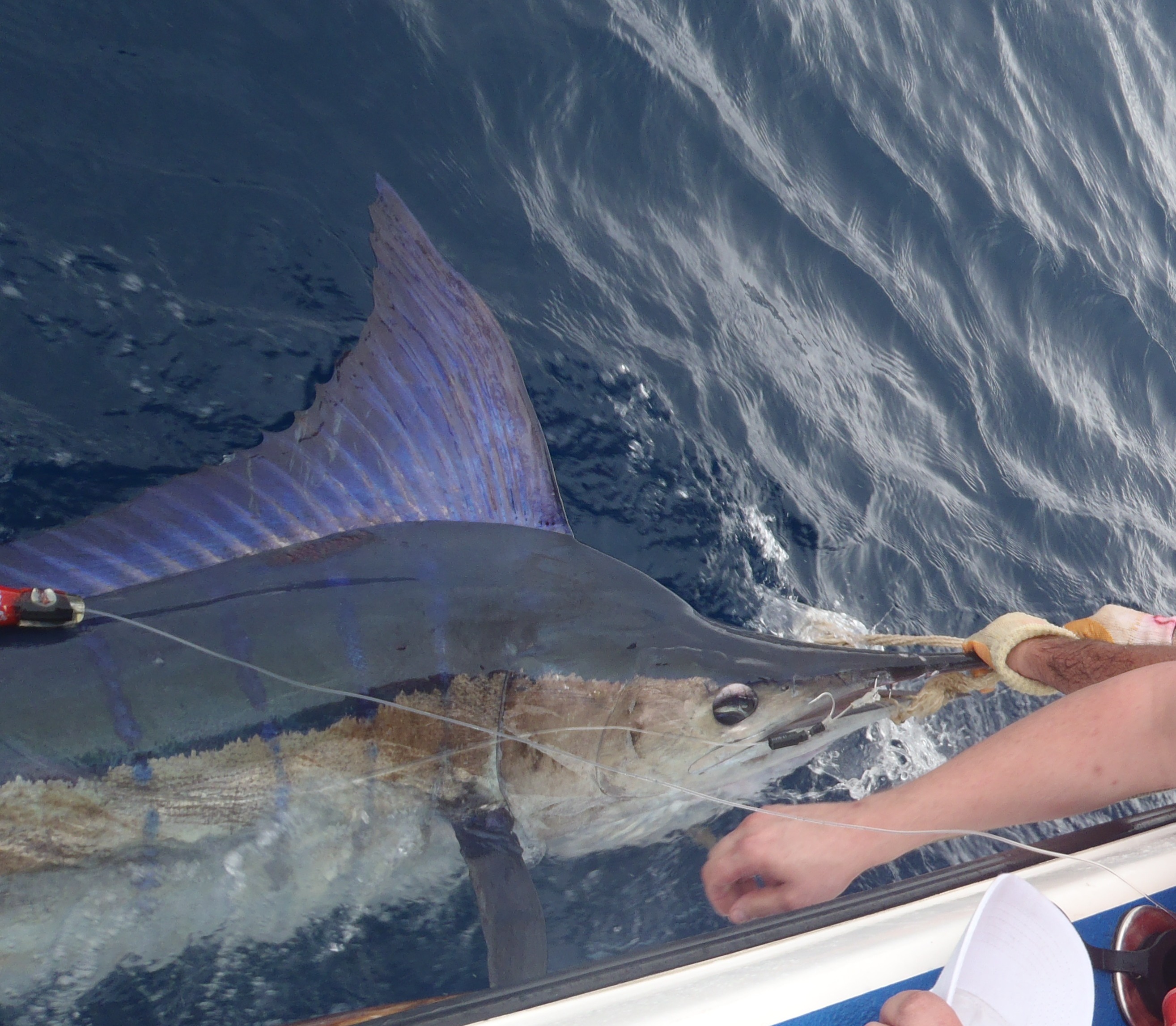 Striped Marlin T&amp;R