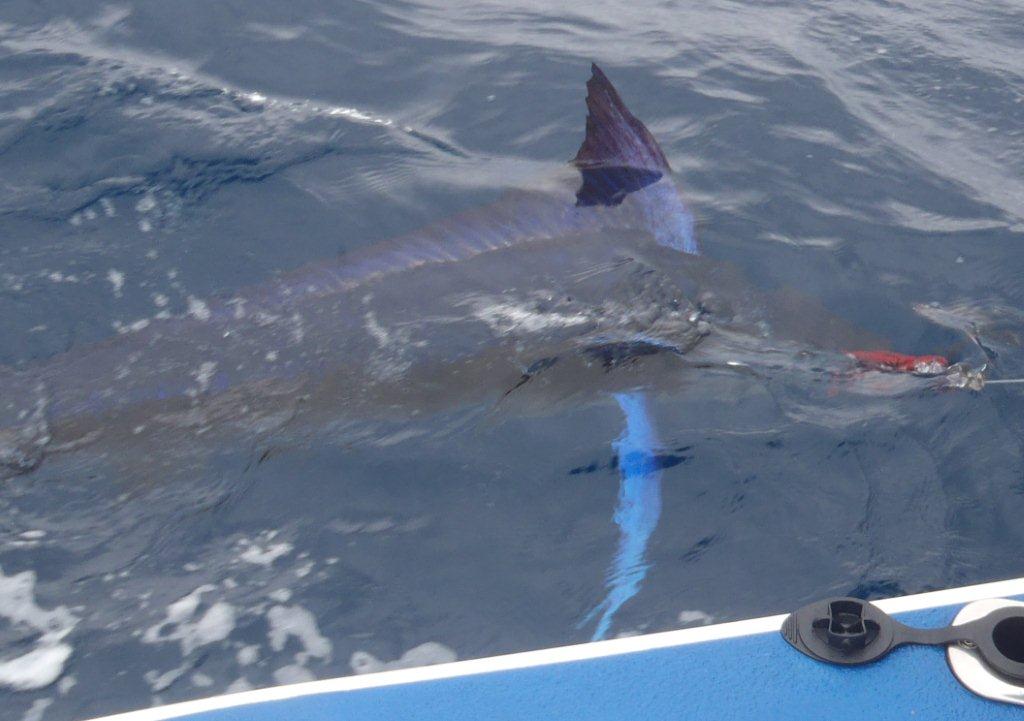 Lights on (blue of the fin)