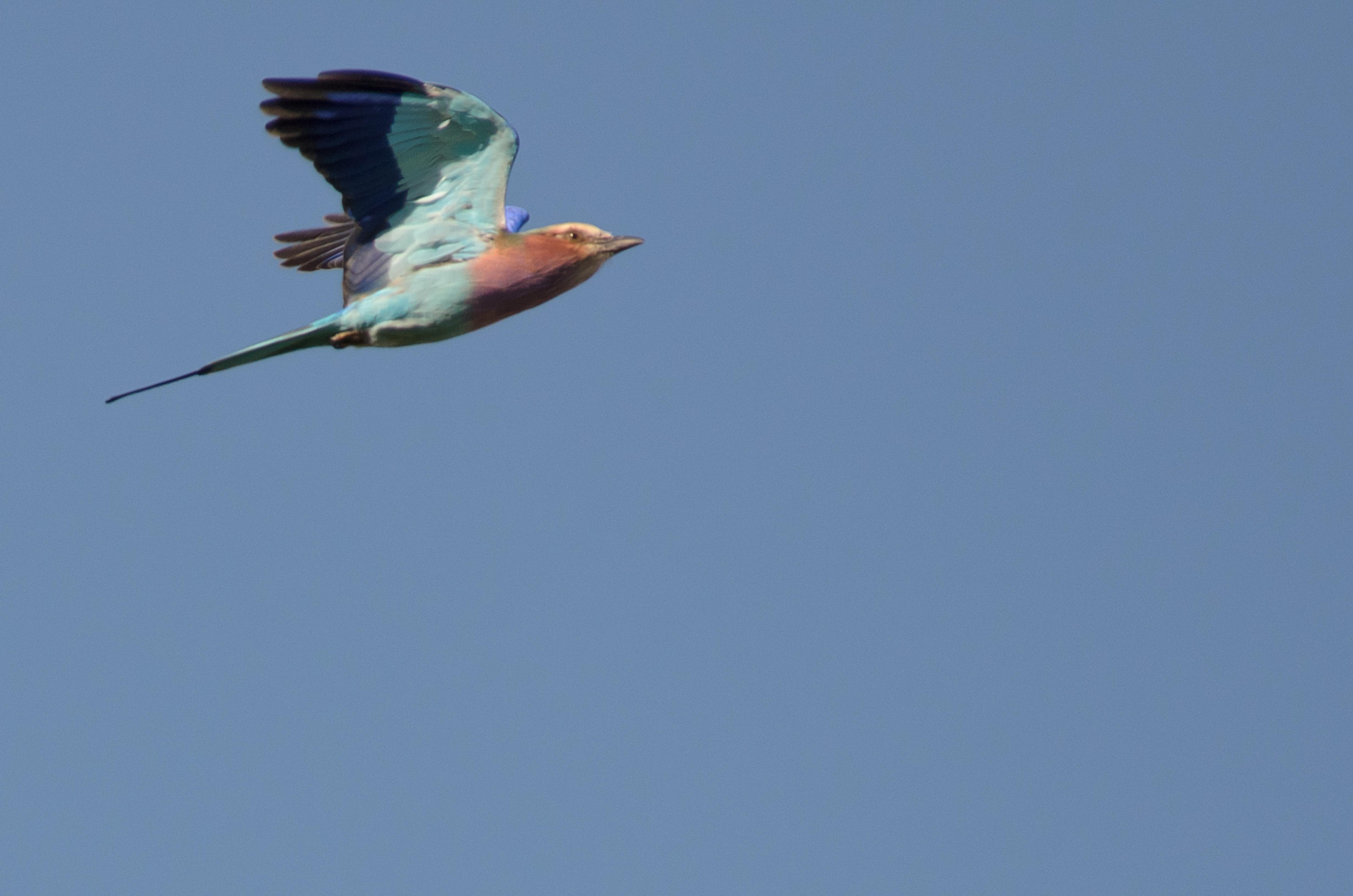_DSC8319crop.jpg