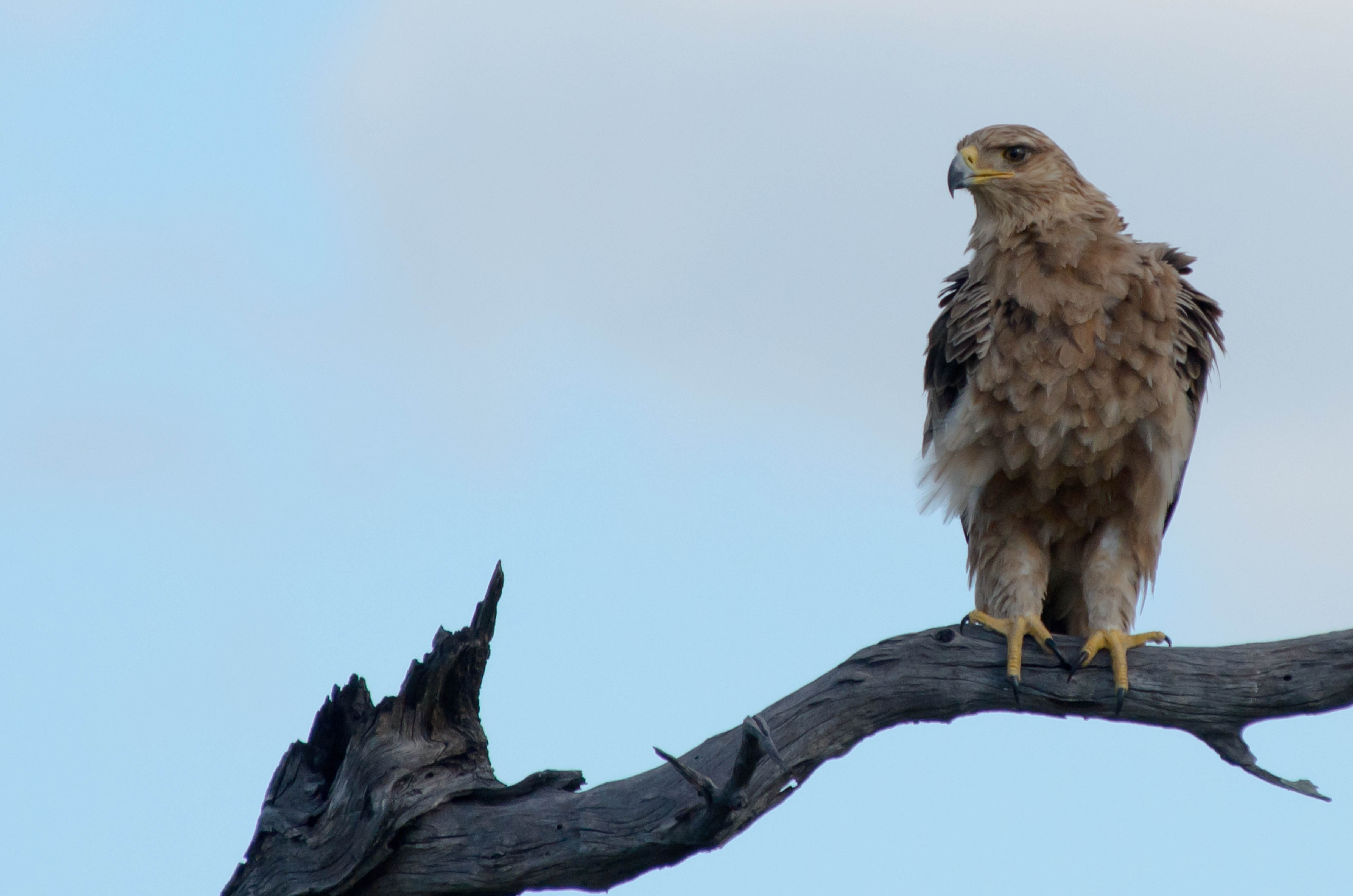 _DSC8479crop.jpg