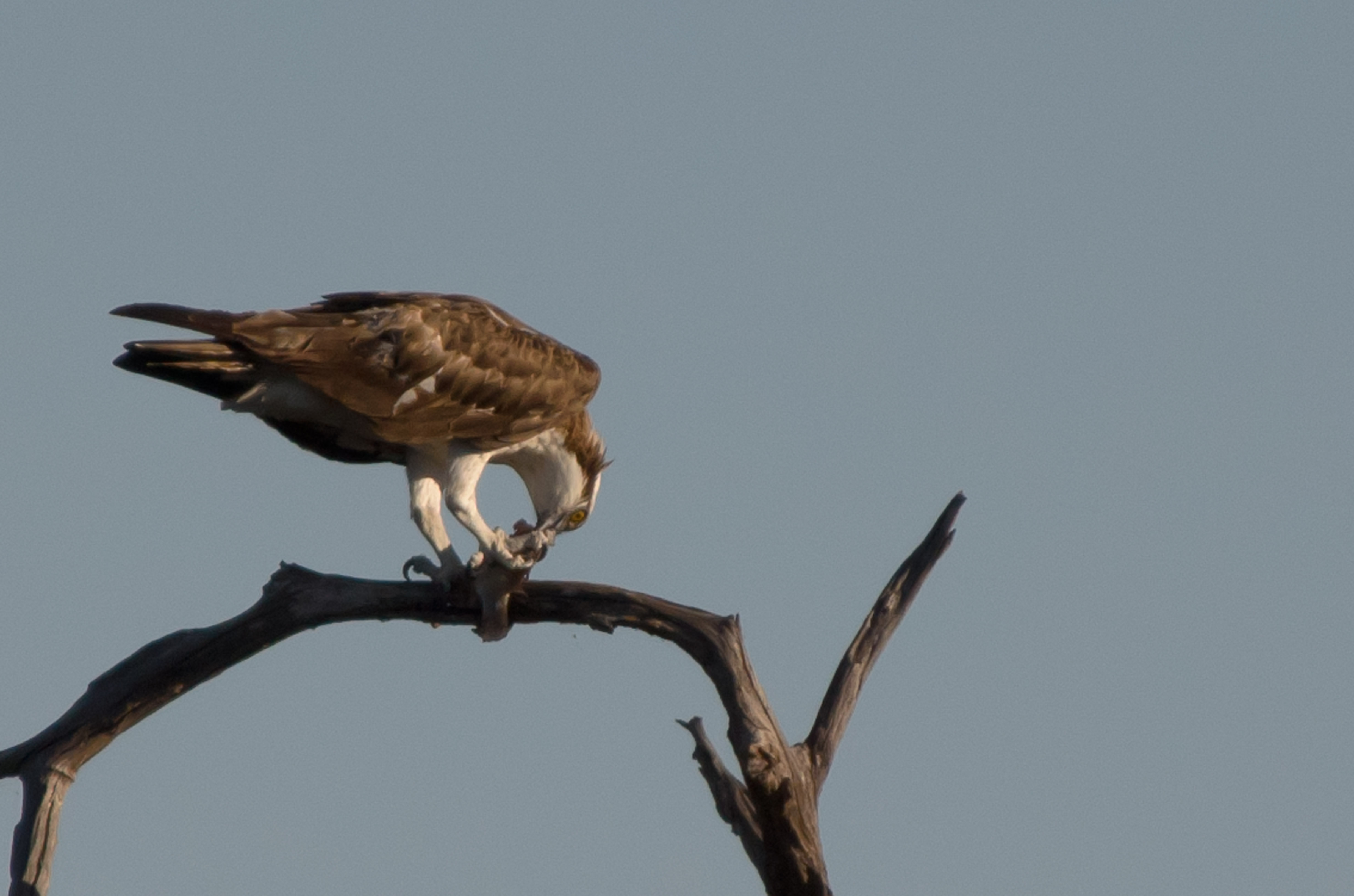_DSC8731crop.jpg