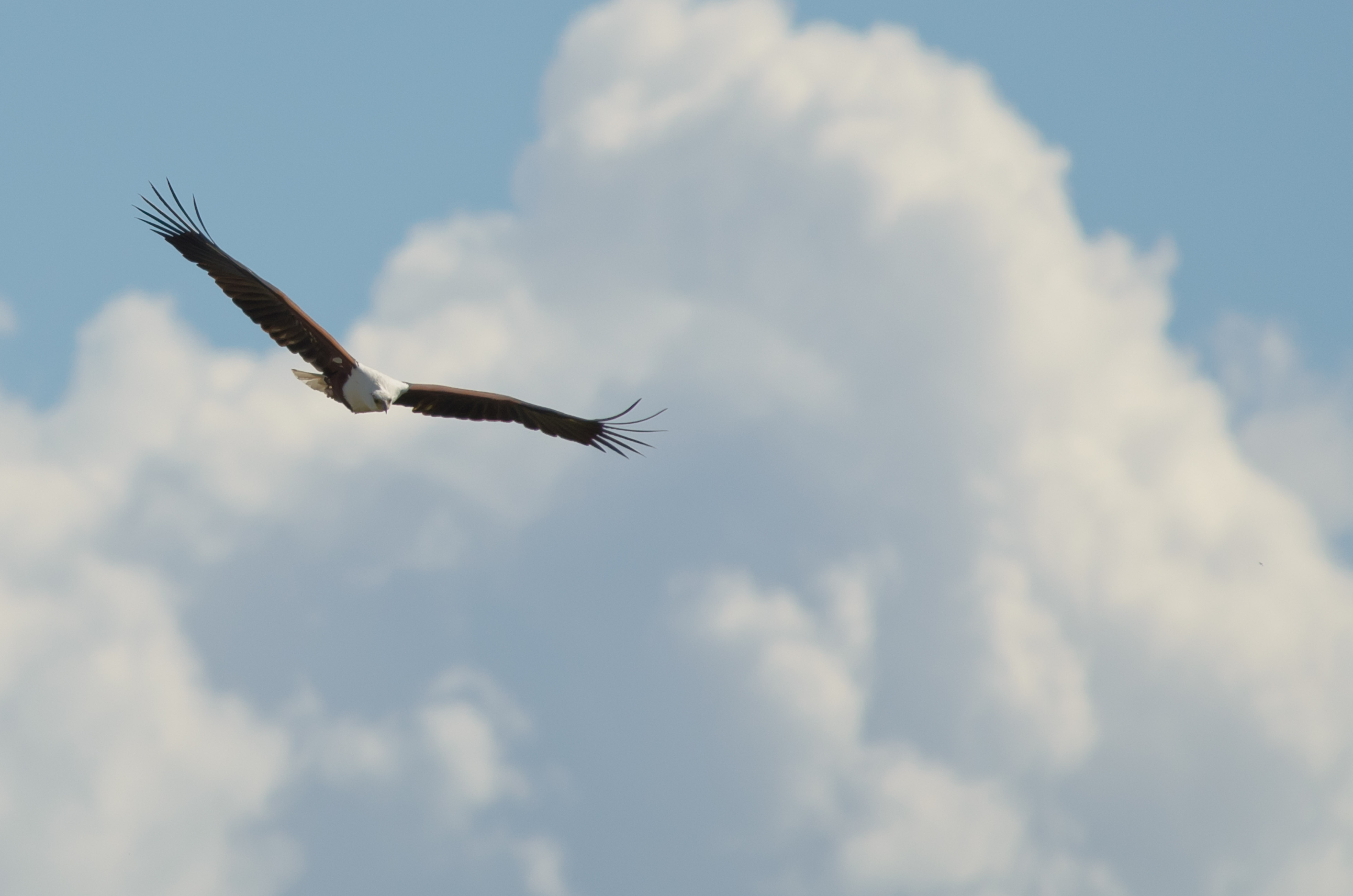 _DSC8837crop.jpg