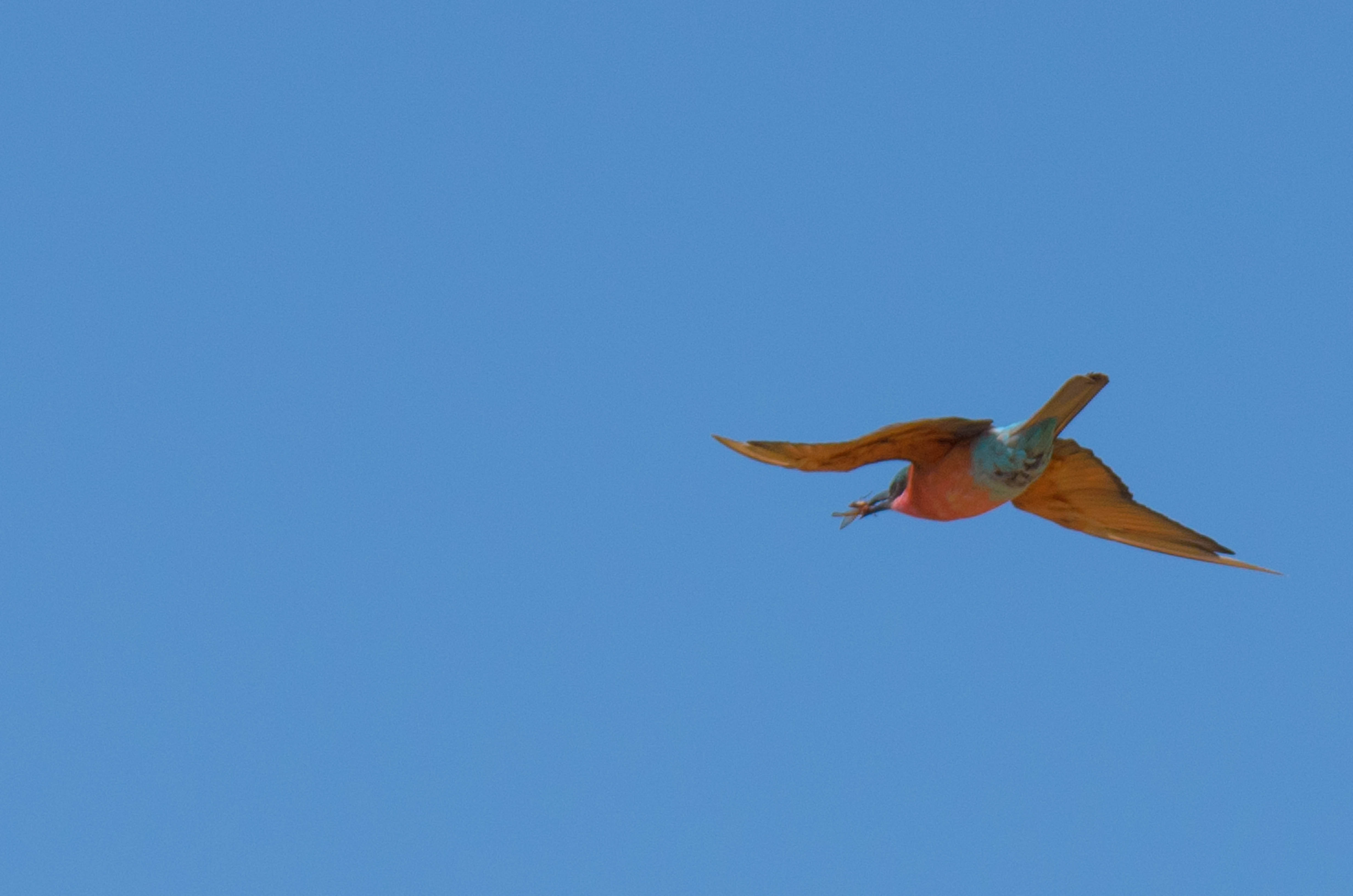 _DSC9228crop.jpg