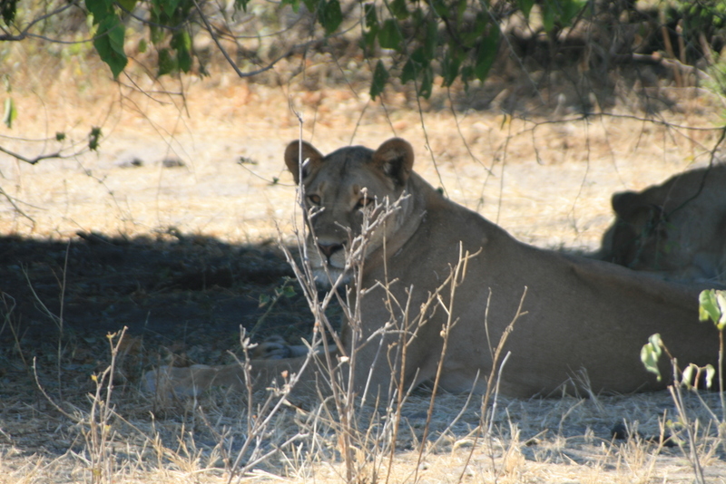 lioness