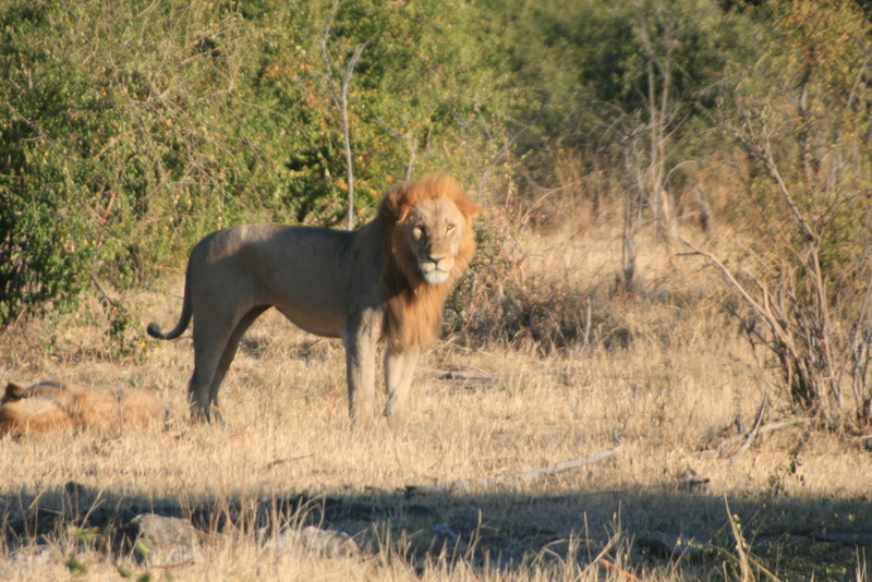 male