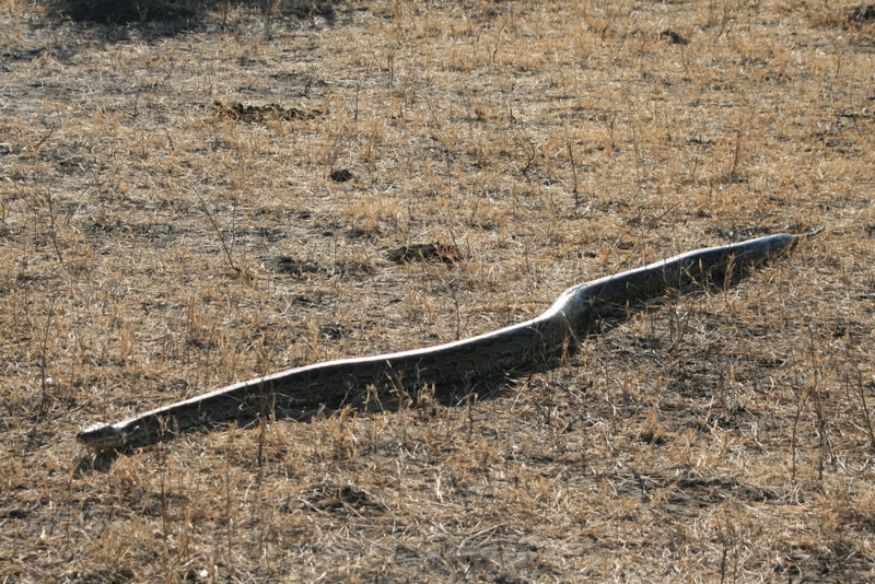 python