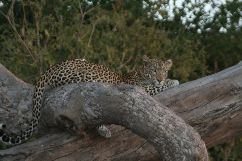 leopard chobe