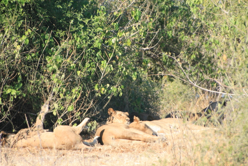 lions serondela