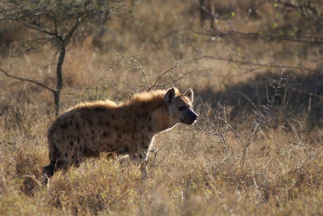 Hiena soekend na Wilde hond kill