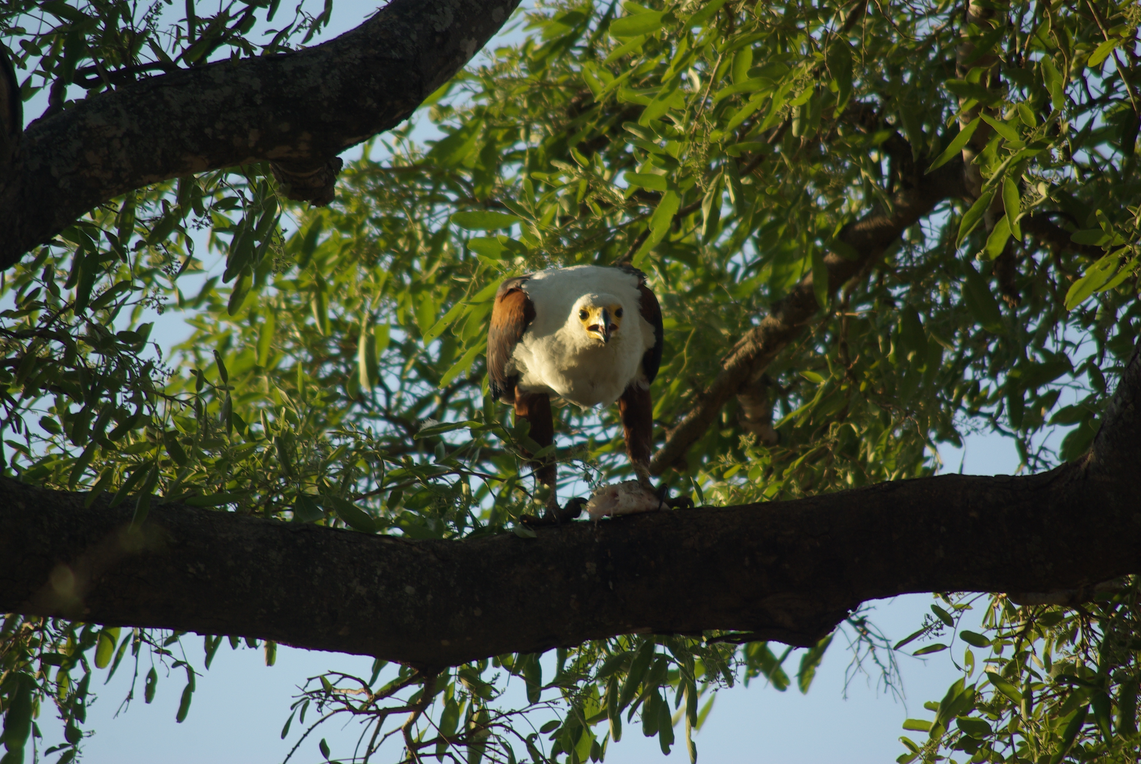 Kruger Sept 2012 033.JPG