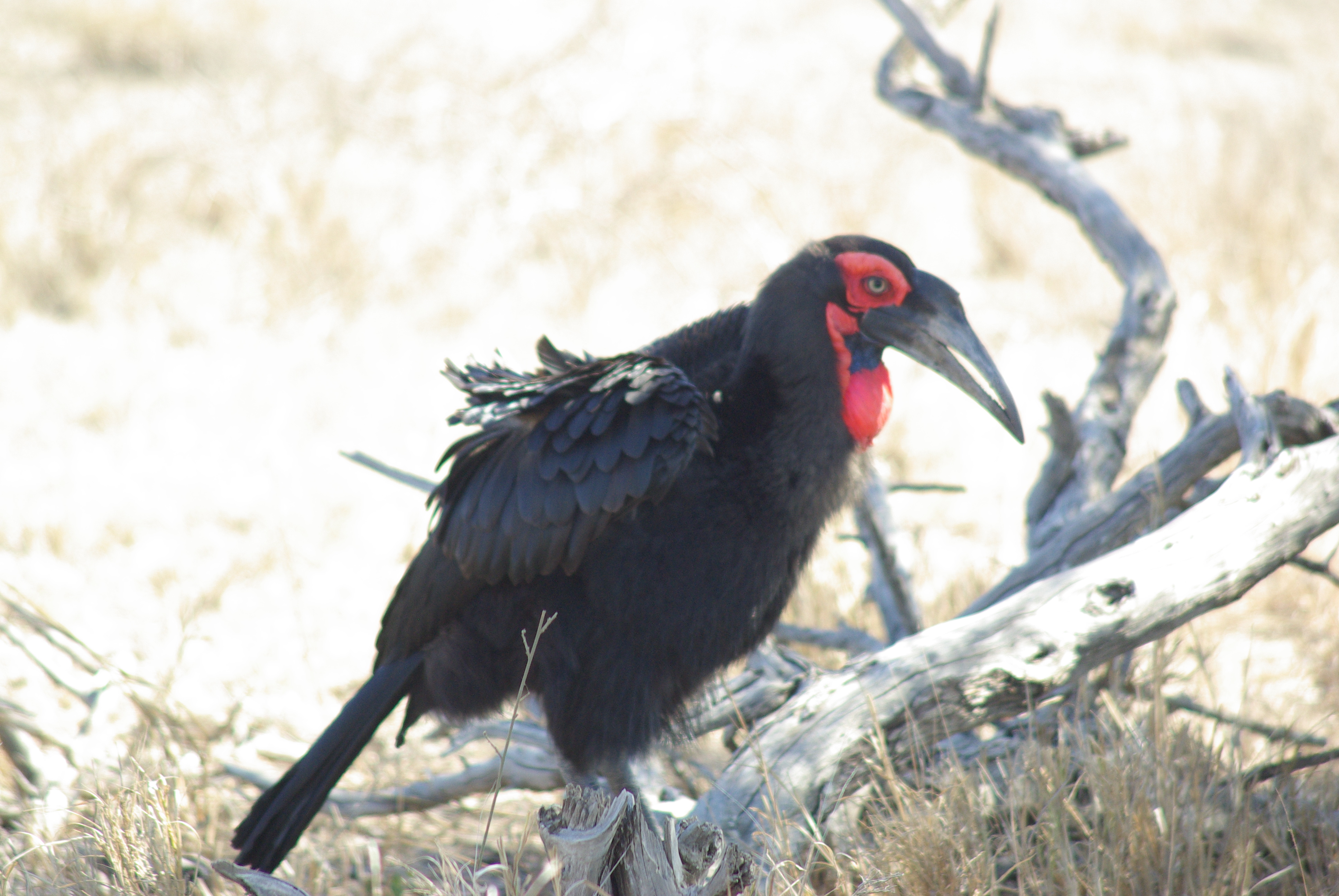 Kruger Sept 2012 357.JPG