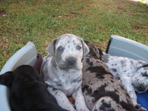Dane pups.jpg