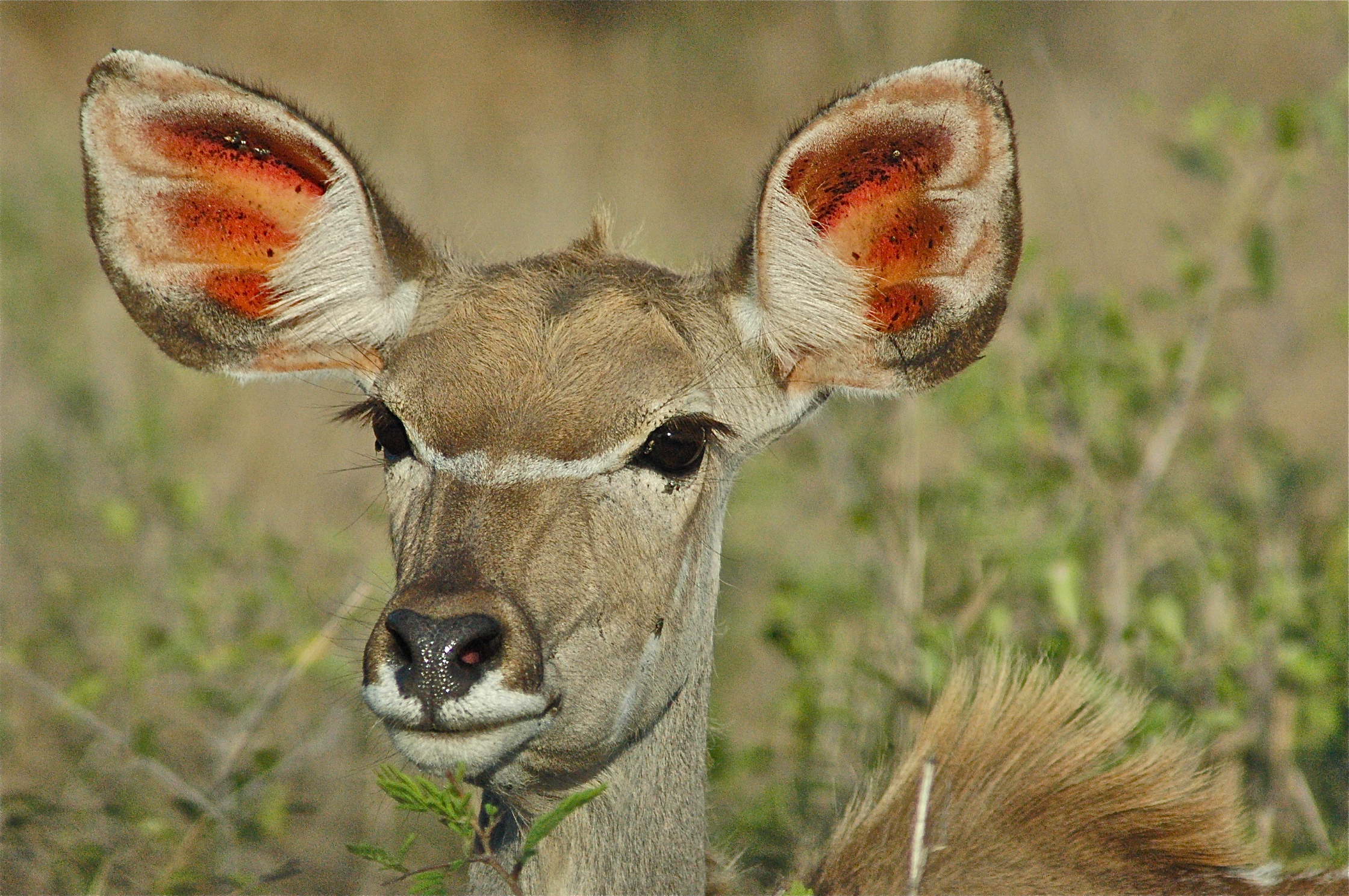 a close-up