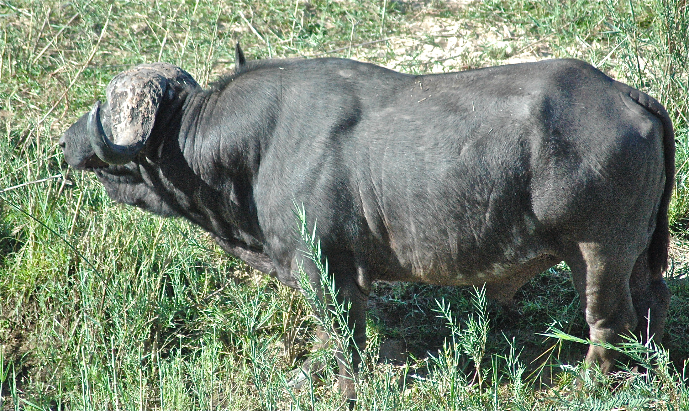 This one looked like a tough &quot;rugby player&quot;