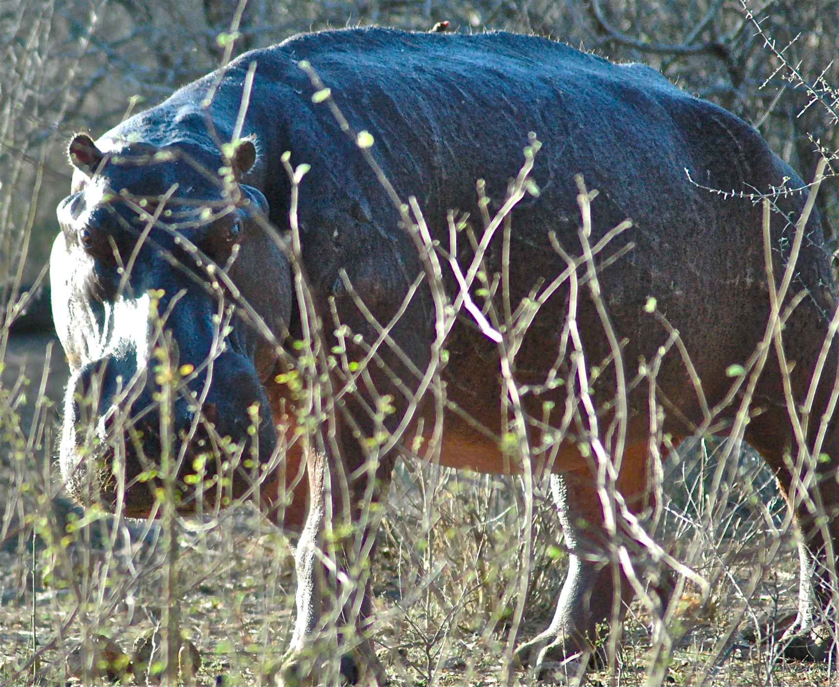 &quot;close encounters&quot; on land