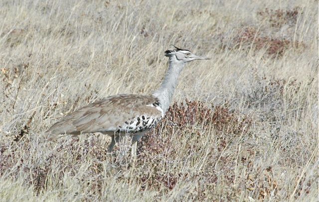a large Kori Bustard - growing up to 12kg