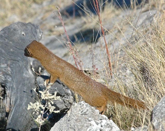 even the brown mongoose played it's part