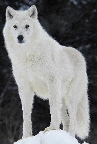 LOBO Trots en logo.jpg