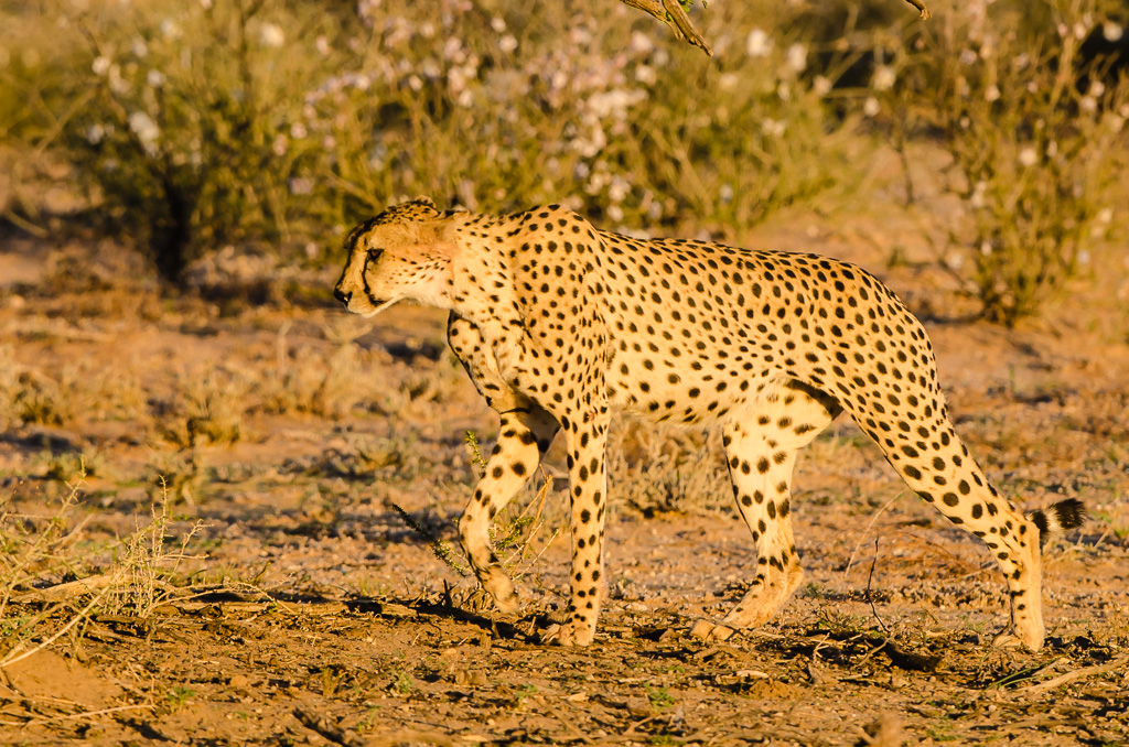 Cheetah1ODP.jpg