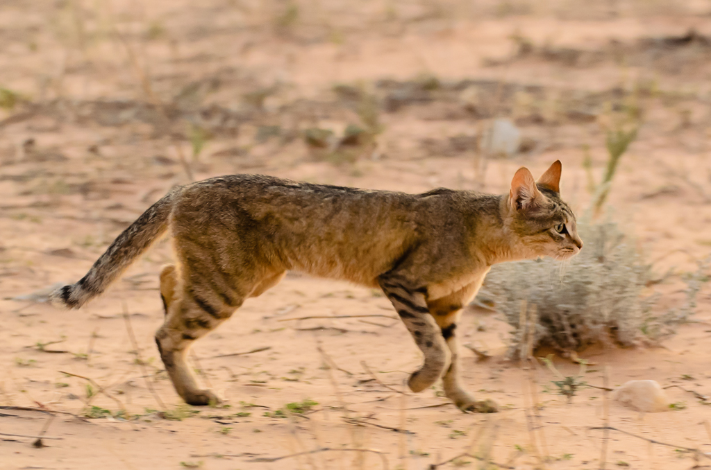 WildcatODP.jpg