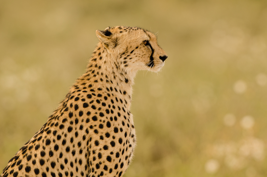 CheetahODP.jpg