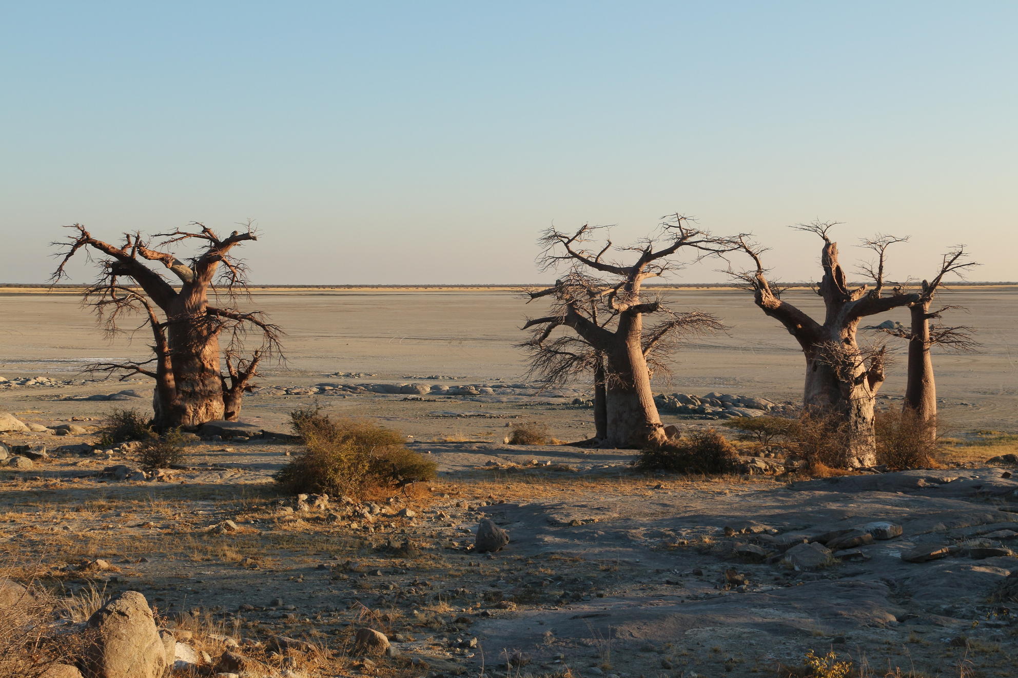 Kubu's Baobabs